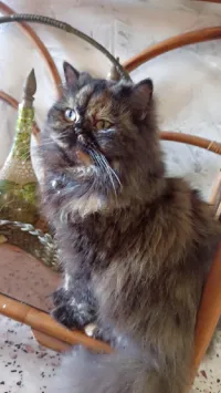 Persan chinchilla femelle 