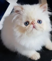 Persan peky face 