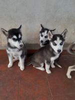 chien-chiot-husky-douera-alger-algerie