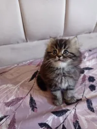 Chaton persan