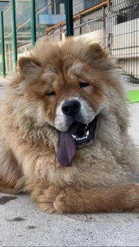 Chien chow-chow