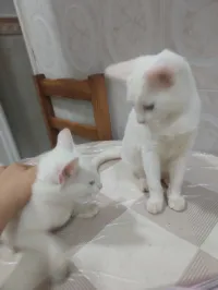 Don un couplé de chat de race