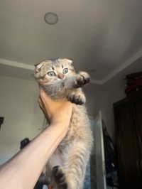 قطط-scottish-fold-سيدي-امحمد-الجزائر