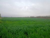 أرض-فلاحية-بيع-المسيلة-الحوامد-الجزائر