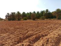 أرض-فلاحية-بيع-تيميمون-أوقروت-الجزائر