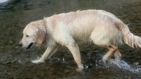 chien-femelle-golden-retriever-alger-centre-algerie