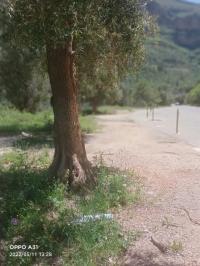 Vente Terrain Agricole Tlemcen Tlemcen thumbnail 5