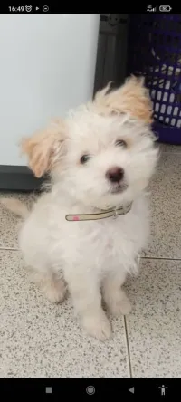 Caniche bichon maltais nain قزم 