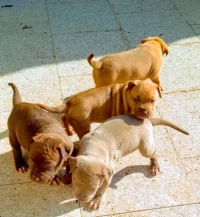 Pitbull rednose 