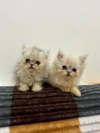 cat-chat-persan-tipaza-algeria