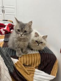 قطة-persan-chatons-تيبازة-الجزائر