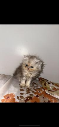 قطة-chaton-persan-شراقة-الجزائر