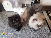 Chatons persans himalayen