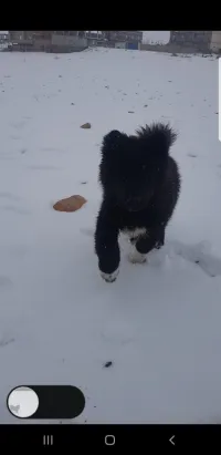 Akita américain 