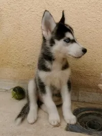 Chiots husky sibérien pure race 