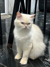 بوزريعة
