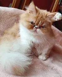 chat persan 