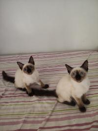 قطط-chat-siamoi-angora-أولاد-فايت-الجزائر