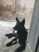 chien-malinois-charbonee-female-6-mois-alger-centre-algerie