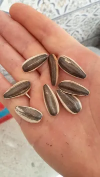 زريعة 