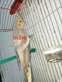 Couple Calopsitte كالوبسيت +cage 