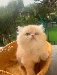 قطة-chat-persan-الجزائر-وسط