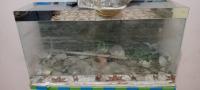 accessoire-pour-animaux-aquarium-bir-el-djir-oran-algerie