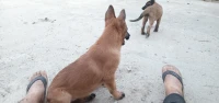 chien malinois tout.. age