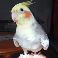 calopsitte