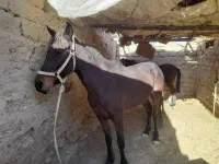 Cheval AQPS avec son fils