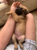 chien-malinois-chiot-femelle-bab-ezzouar-alger-algerie