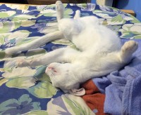 Magnifique chat blanc aux yeux vairons (Yeux bleu & vert)