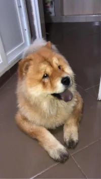 Femelle chow-chow 18 mois