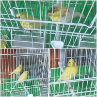 عصفور-فراخ-كناري-باب-الزوار-الجزائر