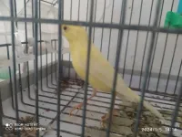 CANARI MALE ADULTE WADJED