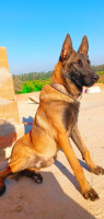 chien-malinois-8-mois-ouled-chebel-alger-algerie