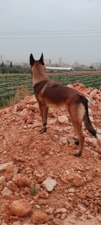 Berger belge malinois.