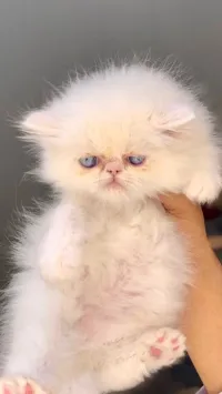 تمنراست 