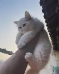 Chat persan peke face