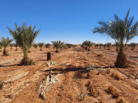 terrain-agricole-vente-bechar-algerie