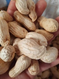 كوكاو منصورة 