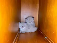 Chaton de race