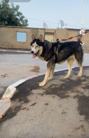 chien-husky-de-siberie-zeralda-alger-algerie