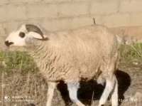 بيع كباش الافراح