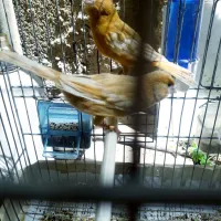 Canari