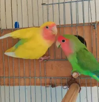 كوبلة روز فايس 