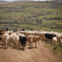 alimentaires-viandes-et-poulet-bio-en-gros-directement-de-la-ferme-alger-centre-algerie