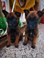 chien-couple-chiotte-malinois-charbonnier-masque-noir-2-mois-mostaganem-algerie