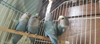 inseparables