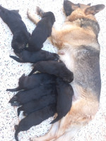 chien-berger-allemand-oran-algerie